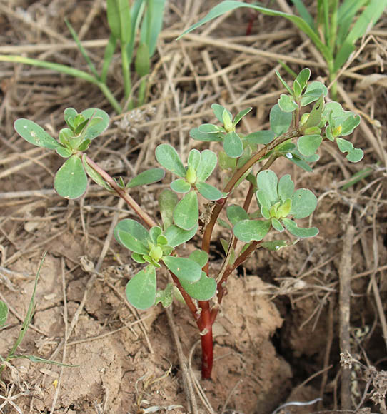  Portulaca oleracea